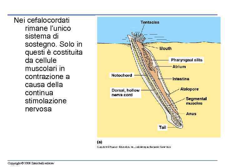 Nei cefalocordati rimane l’unico sistema di sostegno. Solo in questi è costituita da cellule