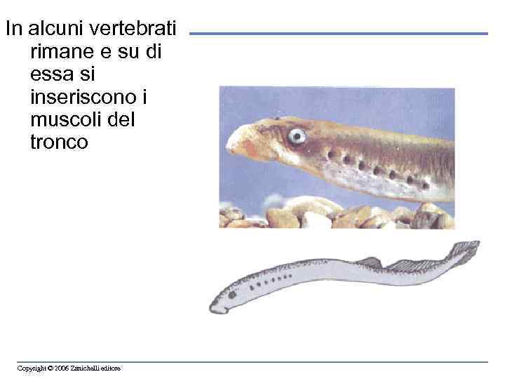 In alcuni vertebrati rimane e su di essa si inseriscono i muscoli del tronco