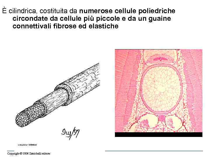 È cilindrica, costituita da numerose cellule poliedriche circondate da cellule più piccole e da