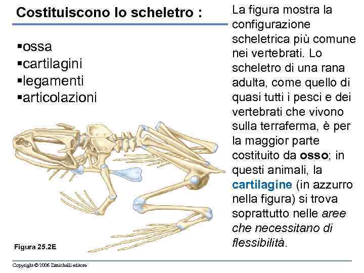 Costituiscono lo scheletro : §ossa §cartilagini §legamenti §articolazioni Figura 25. 2 E Copyright ©