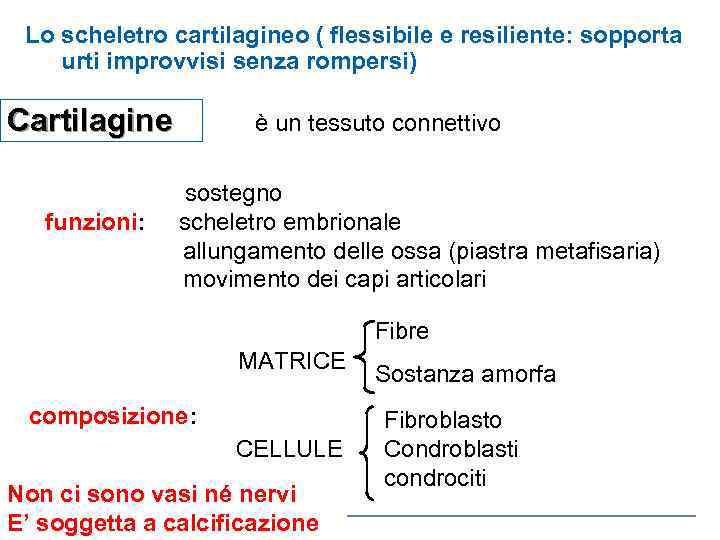 Lo scheletro cartilagineo ( flessibile e resiliente: sopporta urti improvvisi senza rompersi) Cartilagine è