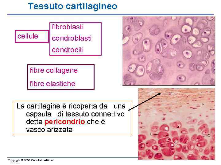 Tessuto cartilagineo fibroblasti cellule condroblasti condrociti fibre collagene fibre elastiche La cartilagine è ricoperta