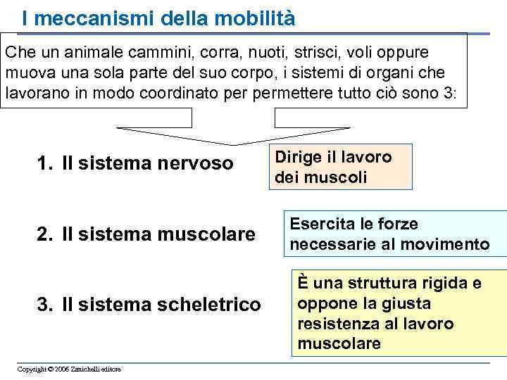 I meccanismi della mobilità Che un animale cammini, corra, nuoti, strisci, voli oppure muova