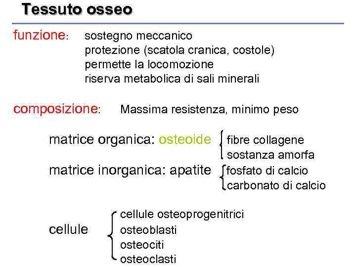 Tessuto osseo funzione: sostegno meccanico protezione (scatola cranica, costole) permette la locomozione riserva metabolica