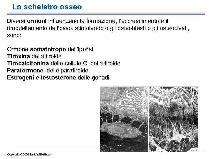 Lo scheletro osseo Diversi ormoni influenzano la formazione, l’accrescimento e il rimodellamento dell’osso, stimolando