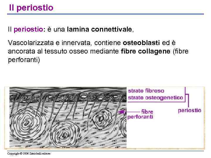 Il periostio: è una lamina connettivale, Vascolarizzata e innervata, contiene osteoblasti ed è ancorata