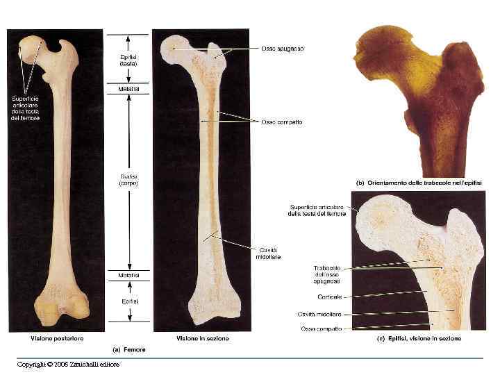 Copyright © 2006 Zanichelli editore 