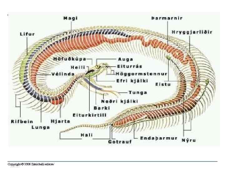 Copyright © 2006 Zanichelli editore 