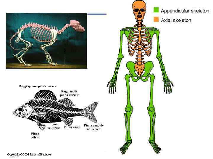 Copyright © 2006 Zanichelli editore 