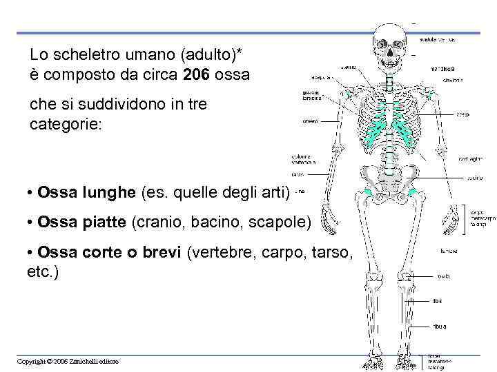 Lo scheletro umano (adulto)* è composto da circa 206 ossa che si suddividono in