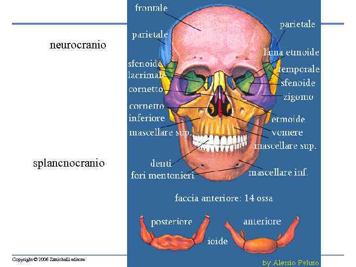 neurocranio splancnocranio Copyright © 2006 Zanichelli editore 