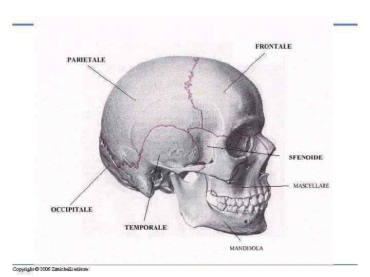 Copyright © 2006 Zanichelli editore 