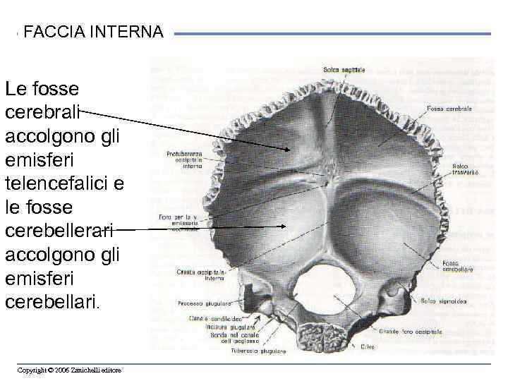 FACCIA INTERNA Le fosse cerebrali accolgono gli emisferi telencefalici e le fosse cerebellerari accolgono