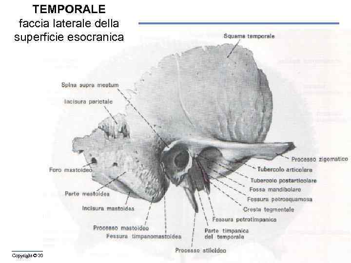 TEMPORALE faccia laterale della superficie esocranica Copyright © 2006 Zanichelli editore 