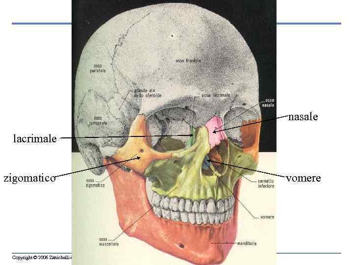 nasale lacrimale zigomatico Copyright © 2006 Zanichelli editore vomere 