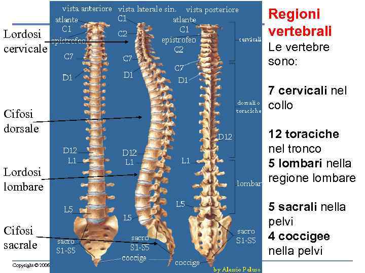 Lordosi cervicale Cifosi dorsale Lordosi lombare Cifosi sacrale Copyright © 2006 Zanichelli editore Regioni