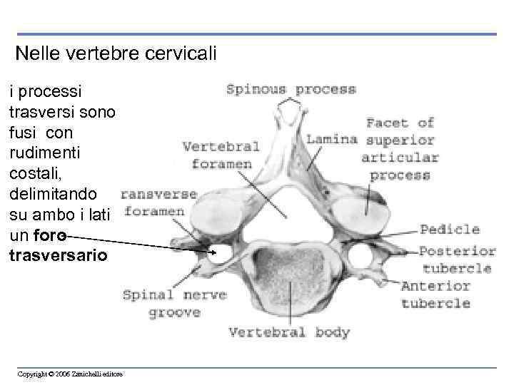 Nelle vertebre cervicali i processi trasversi sono fusi con rudimenti costali, delimitando su ambo