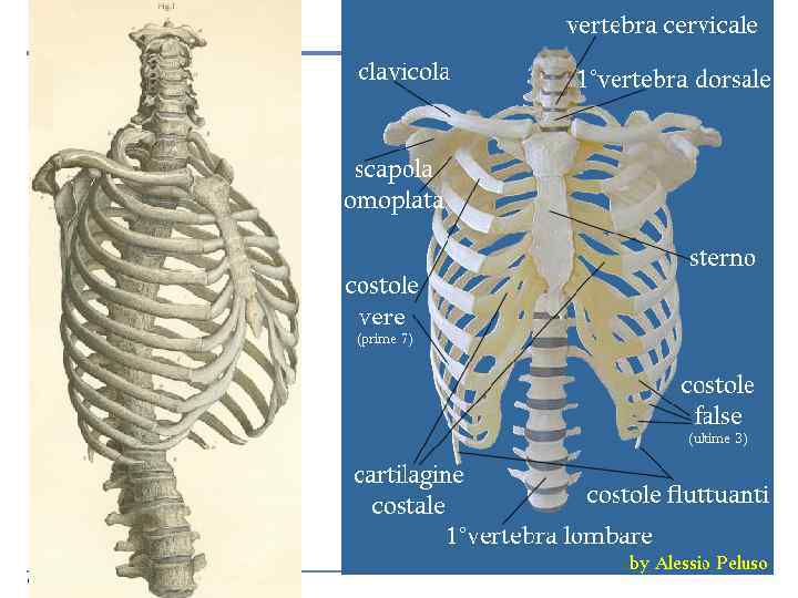 Copyright © 2006 Zanichelli editore 