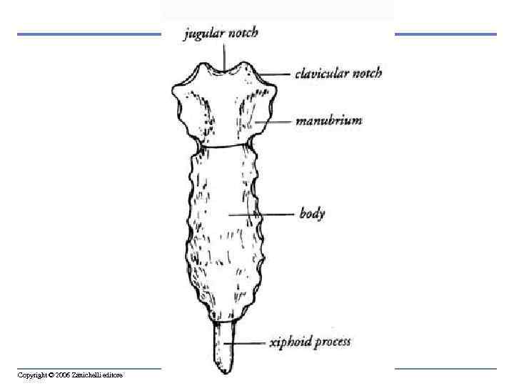 Copyright © 2006 Zanichelli editore 