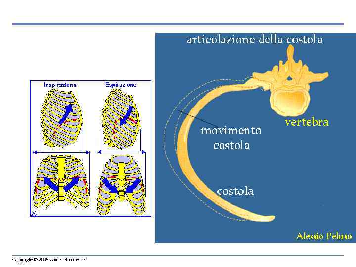 Copyright © 2006 Zanichelli editore 