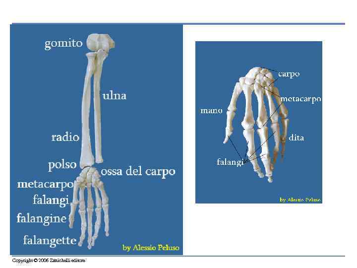 Copyright © 2006 Zanichelli editore 