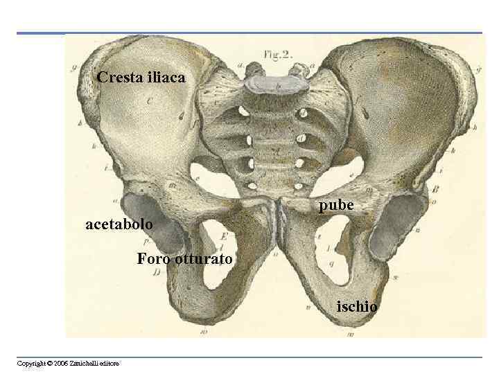 Cresta iliaca pube acetabolo Foro otturato ischio Copyright © 2006 Zanichelli editore 