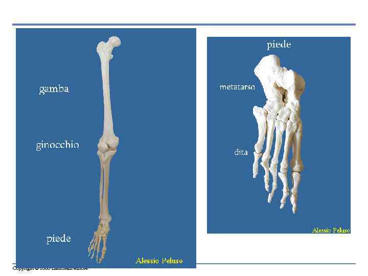 Copyright © 2006 Zanichelli editore 