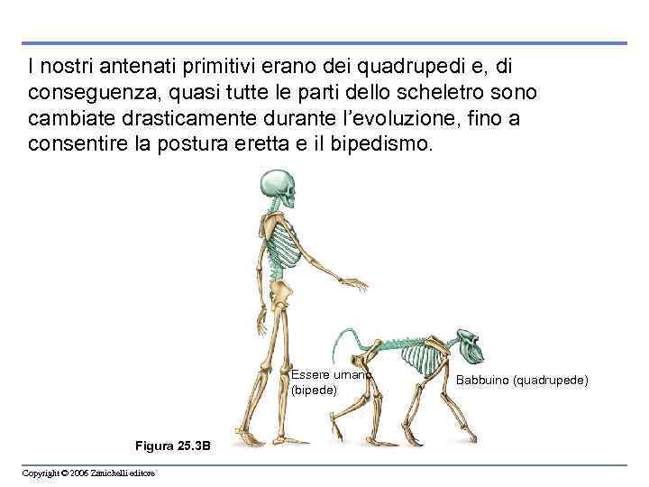 I nostri antenati primitivi erano dei quadrupedi e, di conseguenza, quasi tutte le parti