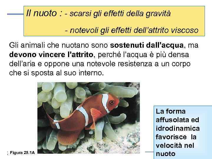 Il nuoto : - scarsi gli effetti della gravità - notevoli gli effetti dell’attrito