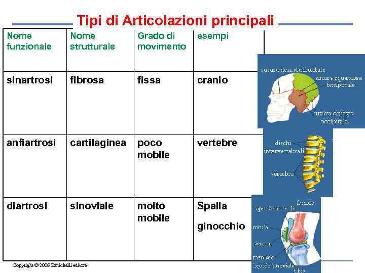 Tipi di Articolazioni principali Nome funzionale Nome strutturale Grado di movimento esempi sinartrosi fibrosa