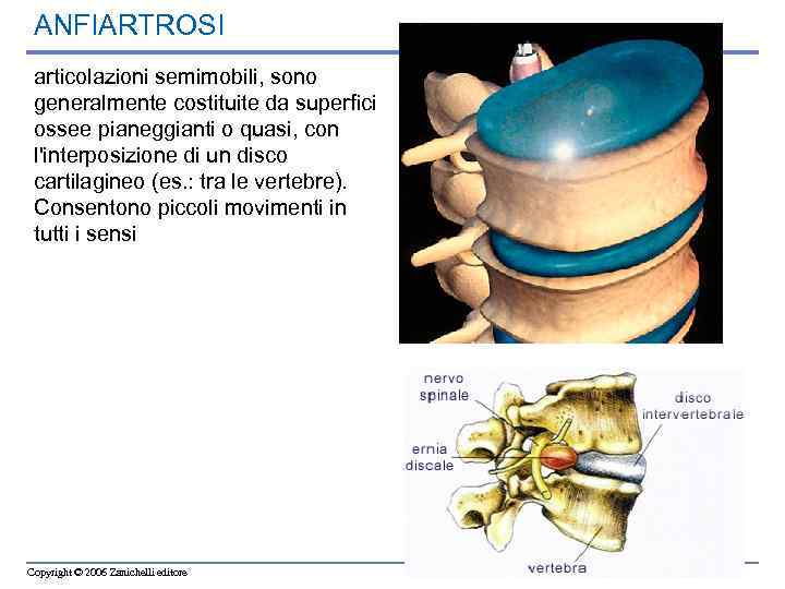 ANFIARTROSI articolazioni semimobili, sono generalmente costituite da superfici ossee pianeggianti o quasi, con l'interposizione