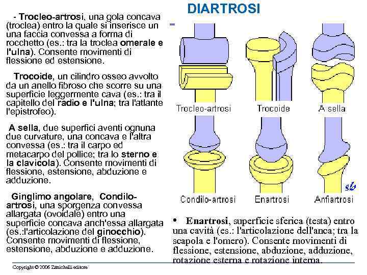  - Trocleo-artrosi, una gola concava DIARTROSI (troclea) entro la quale si inserisce un