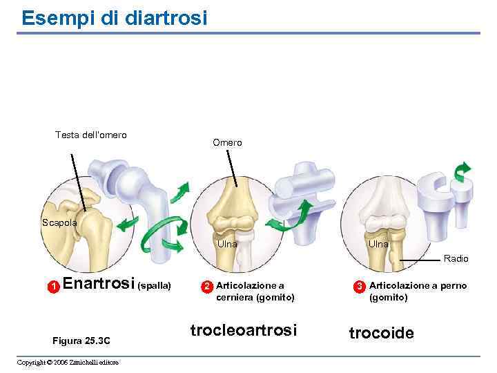 Esempi di diartrosi Testa dell’omero Omero Scapola Ulna Radio 1 Enartrosi (spalla) Figura 25.