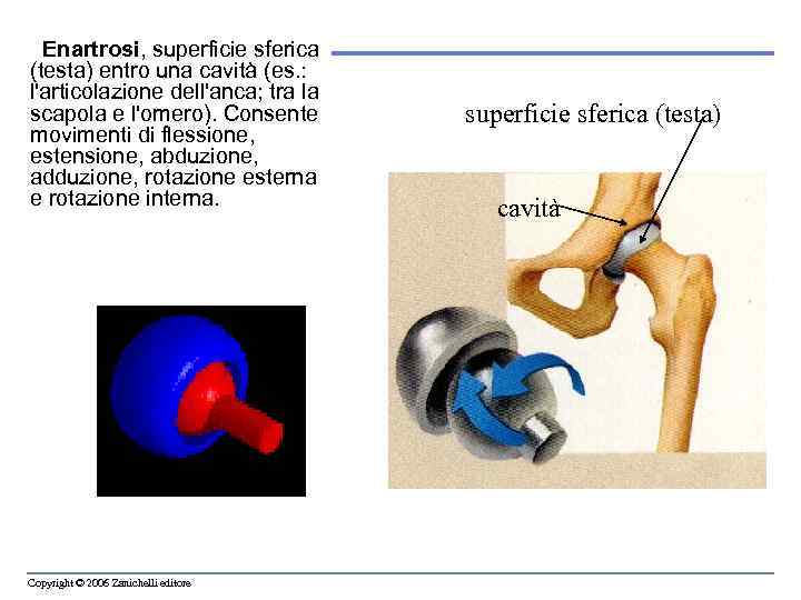  Enartrosi, superficie sferica (testa) entro una cavità (es. : l'articolazione dell'anca; tra la