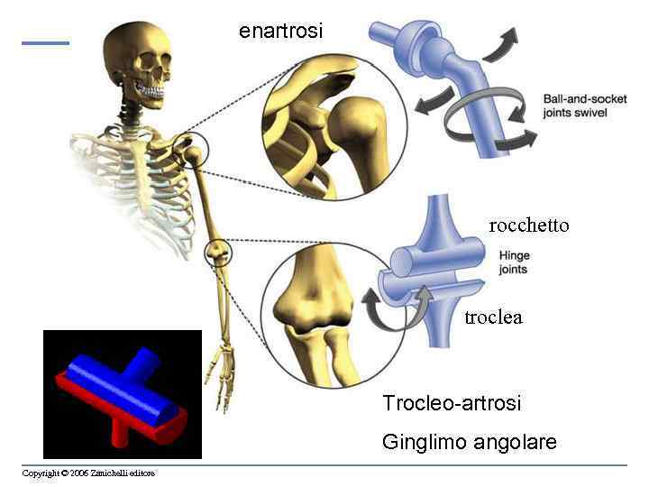 enartrosi rocchetto troclea Trocleo-artrosi Ginglimo angolare Copyright © 2006 Zanichelli editore 