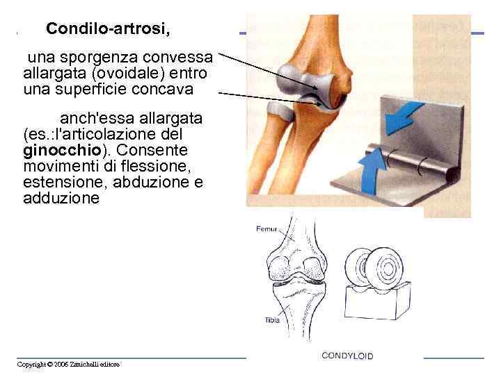  Condilo-artrosi, una sporgenza convessa allargata (ovoidale) entro una superficie concava anch'essa allargata (es.