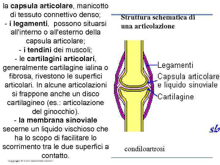 la capsula articolare, manicotto di tessuto connettivo denso; - i legamenti, possono situarsi all'interno