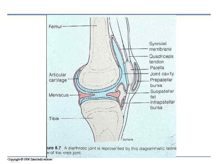 Copyright © 2006 Zanichelli editore 