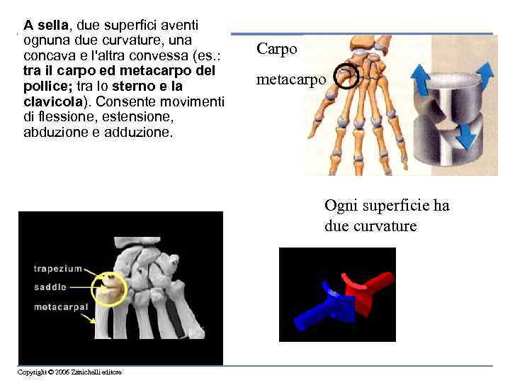 A sella, due superfici aventi ognuna due curvature, una concava e l'altra convessa (es.