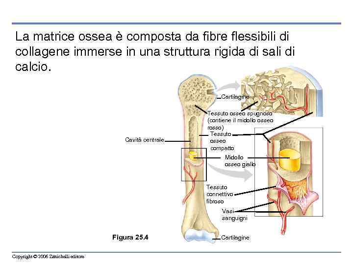 La matrice ossea è composta da fibre flessibili di collagene immerse in una struttura