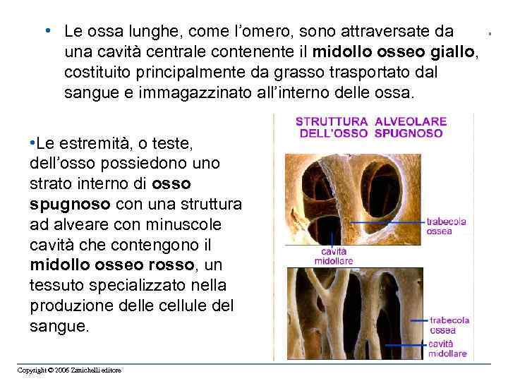  • Le ossa lunghe, come l’omero, sono attraversate da una cavità centrale contenente
