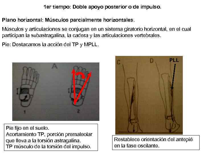 1 er tiempo: Doble apoyo posterior o de impulso. Plano horizontal: Músculos parcialmente horizontales.