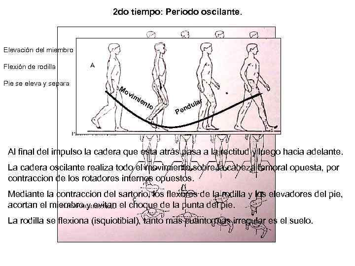 2 do tiempo: Periodo oscilante. Elevación del miembro Flexión de rodilla Pie se eleva