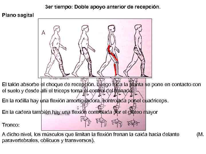 3 er tiempo: Doble apoyo anterior de recepción. Plano sagital El talón absorbe el