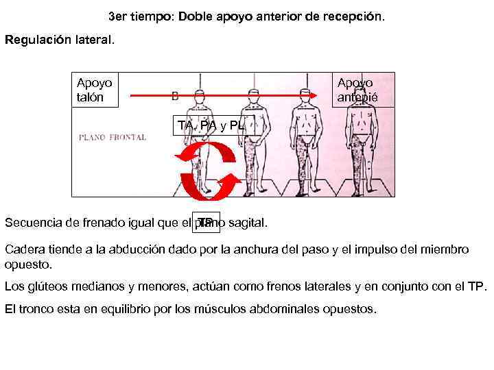 3 er tiempo: Doble apoyo anterior de recepción. Regulación lateral. Apoyo talón Apoyo antepié