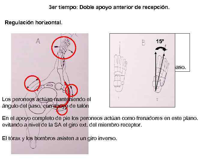3 er tiempo: Doble apoyo anterior de recepción. Regulación horizontal. Glúteo mayor contraído: 15º
