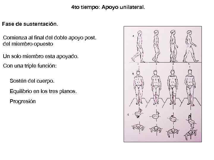 4 to tiempo: Apoyo unilateral. Fase de sustentación. Comienza al final del doble apoyo