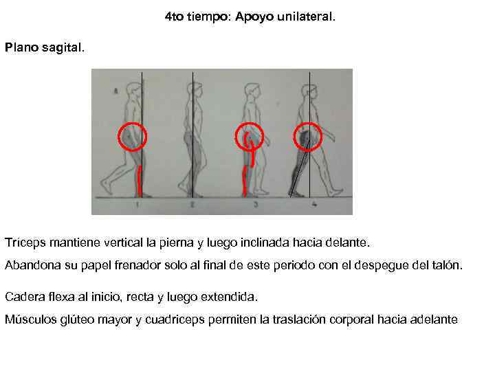 4 to tiempo: Apoyo unilateral. Plano sagital. Tríceps mantiene vertical la pierna y luego