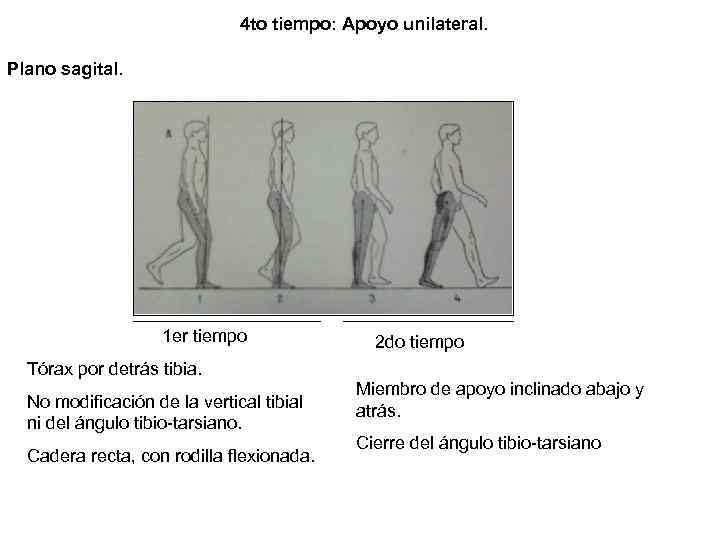 4 to tiempo: Apoyo unilateral. Plano sagital. 1 er tiempo Tórax por detrás tibia.