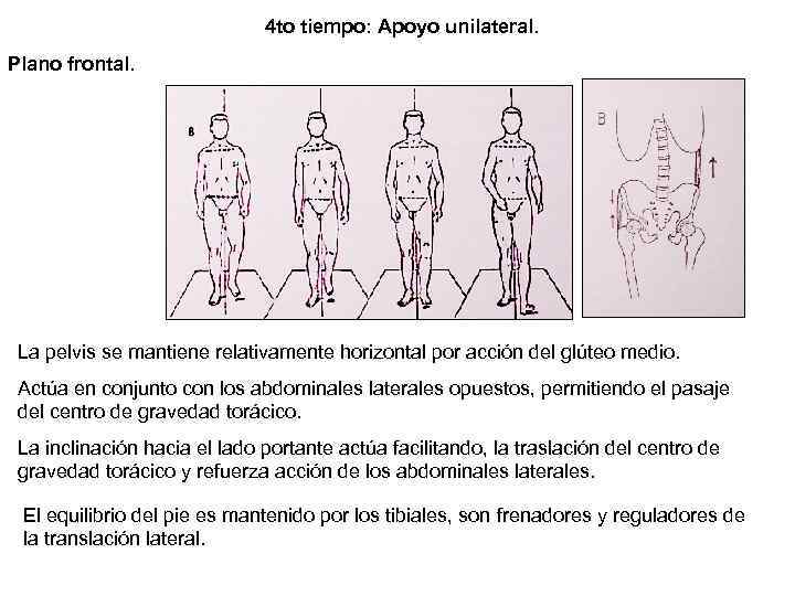 4 to tiempo: Apoyo unilateral. Plano frontal. La pelvis se mantiene relativamente horizontal por